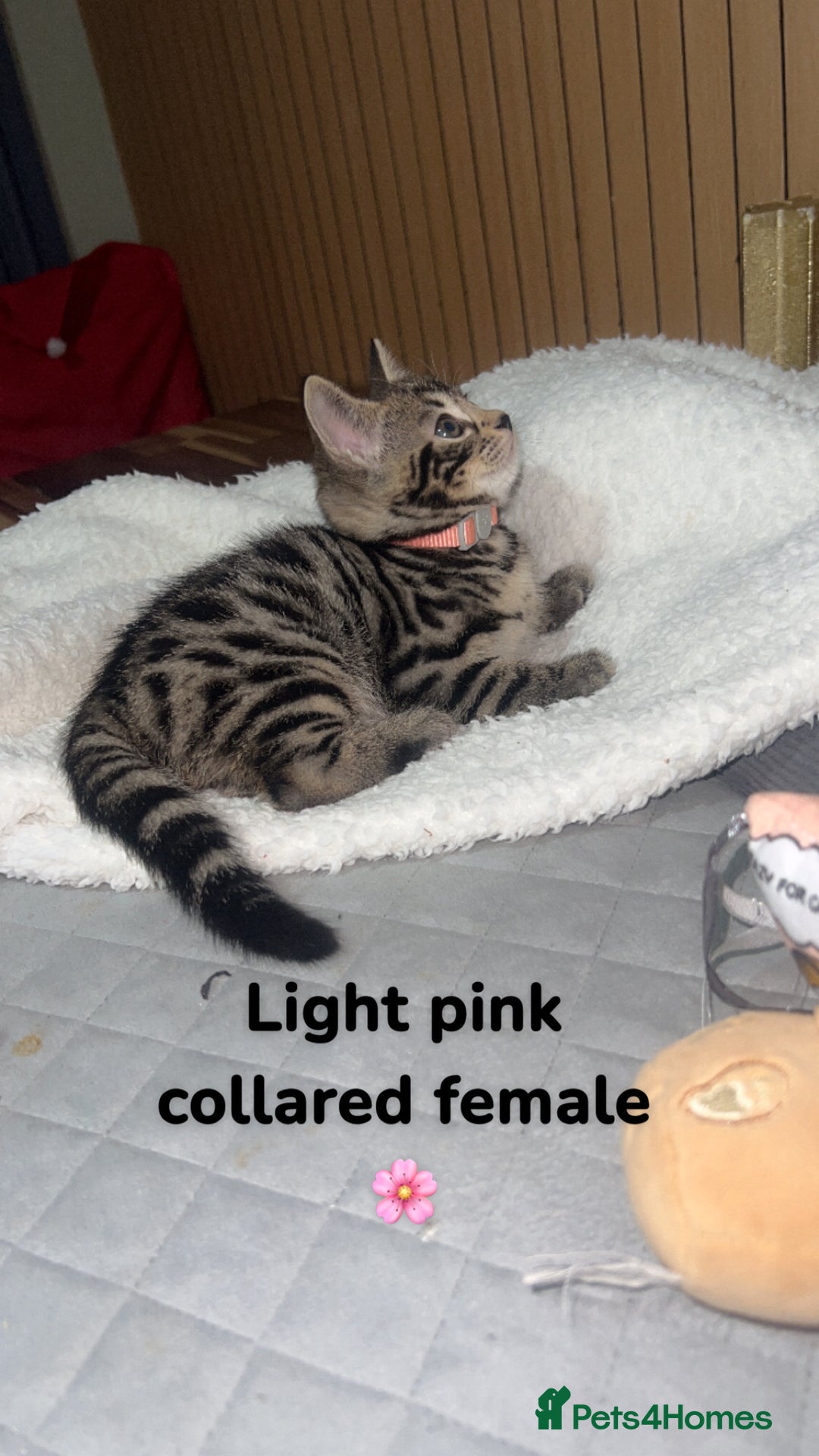 Bengal cats for sale: Beautiful Bengal kittens  - Advert 9