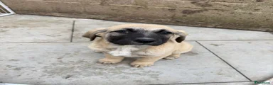 Turkish Kangal Puppy 3