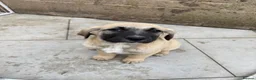 Turkish Kangal dogs for sale: Turkish Kangal puppies  - Advert 22