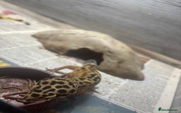 Leopard Gecko reptiles for sale: 1 male yellow leopard gecko with viv  - Image 2