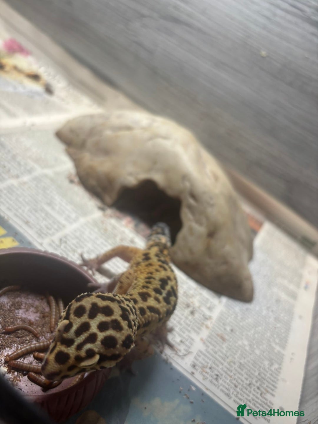 Leopard Gecko reptiles for sale: 1 male yellow leopard gecko with viv  - Image 2