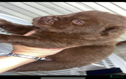 Mixed Breed dogs for sale: Chow x bulldog puppies - Image 3