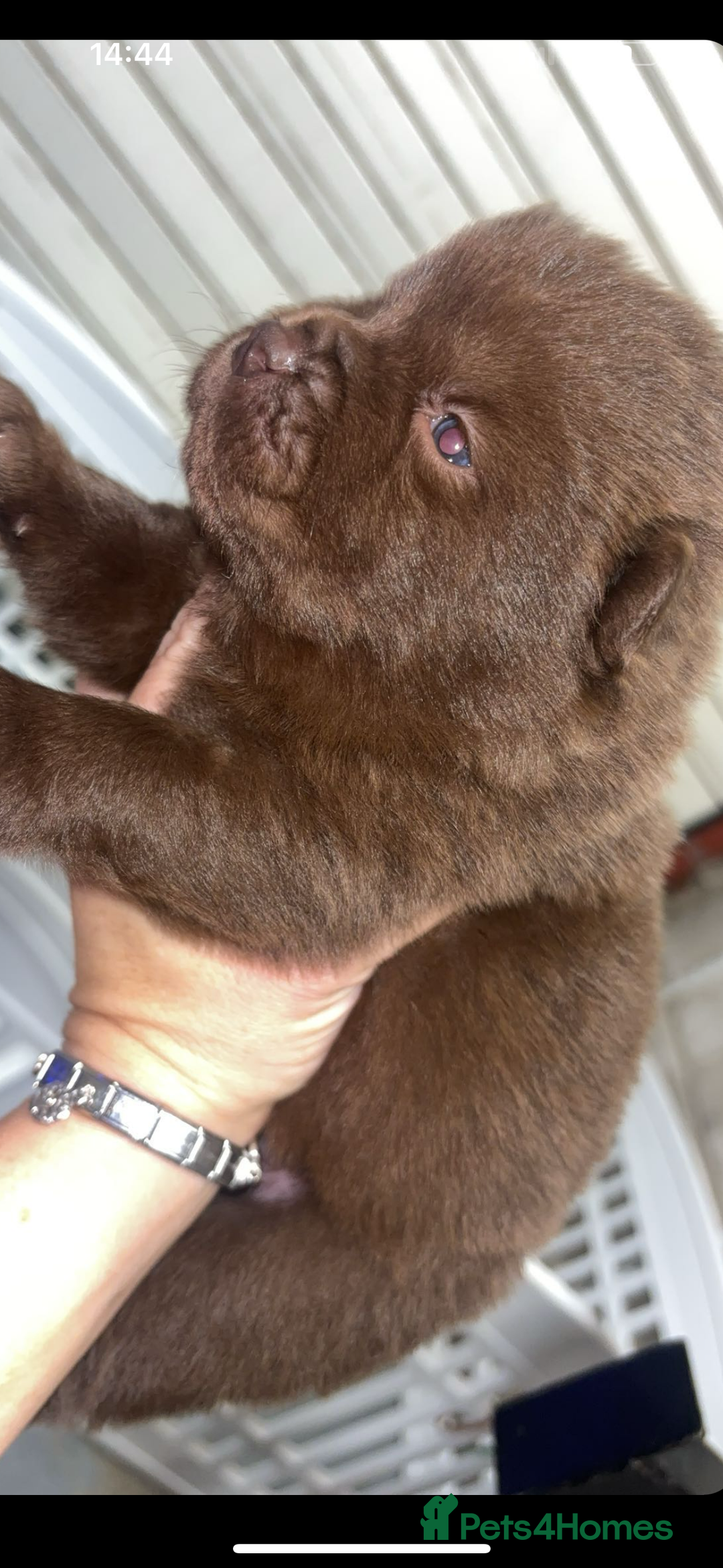 Mixed Breed dogs for sale: Chow x bulldog puppies - Image 3