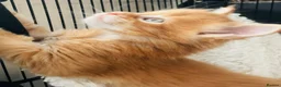 Maine Coon cats for sale: Ginger maine coon kittens- Little suns( 23.12.25) - Advert 3