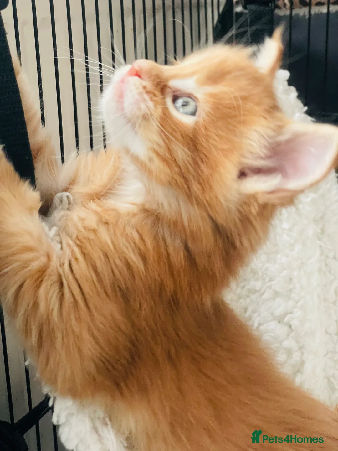 Maine Coon cats for sale: Ginger maine coon kittens- Little suns( 23.12.25) - Advert 3