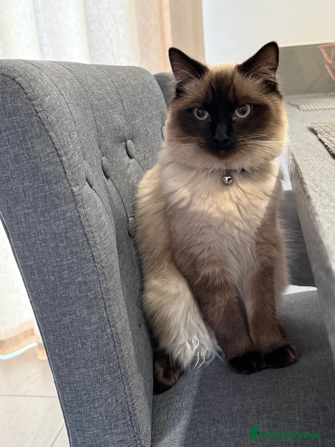 Ragdoll cats for sale: Beautiful Ragdoll  - Advert 10