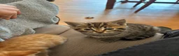 Mixed Breed cats for sale: Sweet tabby kittens (2 boys, 1girl) - Advert 17
