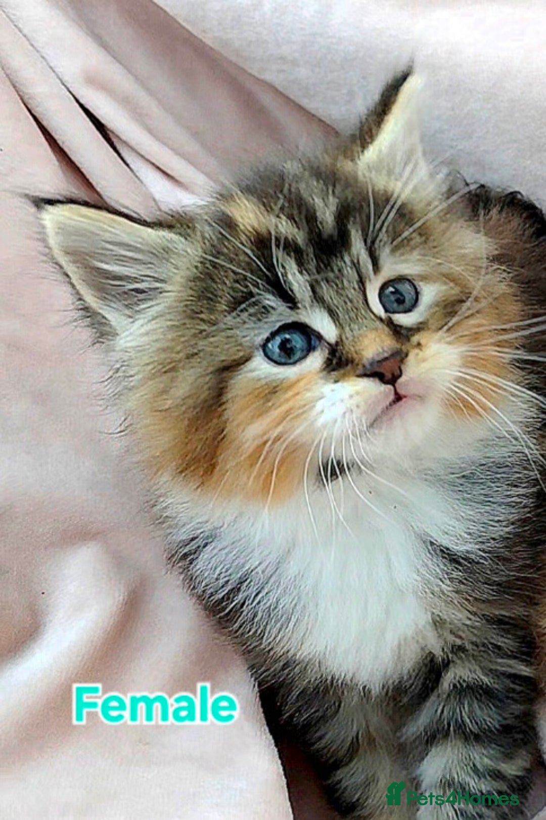 Maine Coon cats for sale: Fluffy Maine Coon Kittens for Sale - Advert 13