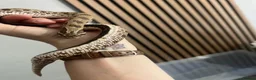 Snake reptiles for sale: REHOME - hognose snake 1 and half years old approx - Advert 3