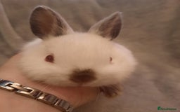 Netherland Dwarf rabbits for sale: Six Litters Of Netherland Dwarf Babies in Calne - Image 6