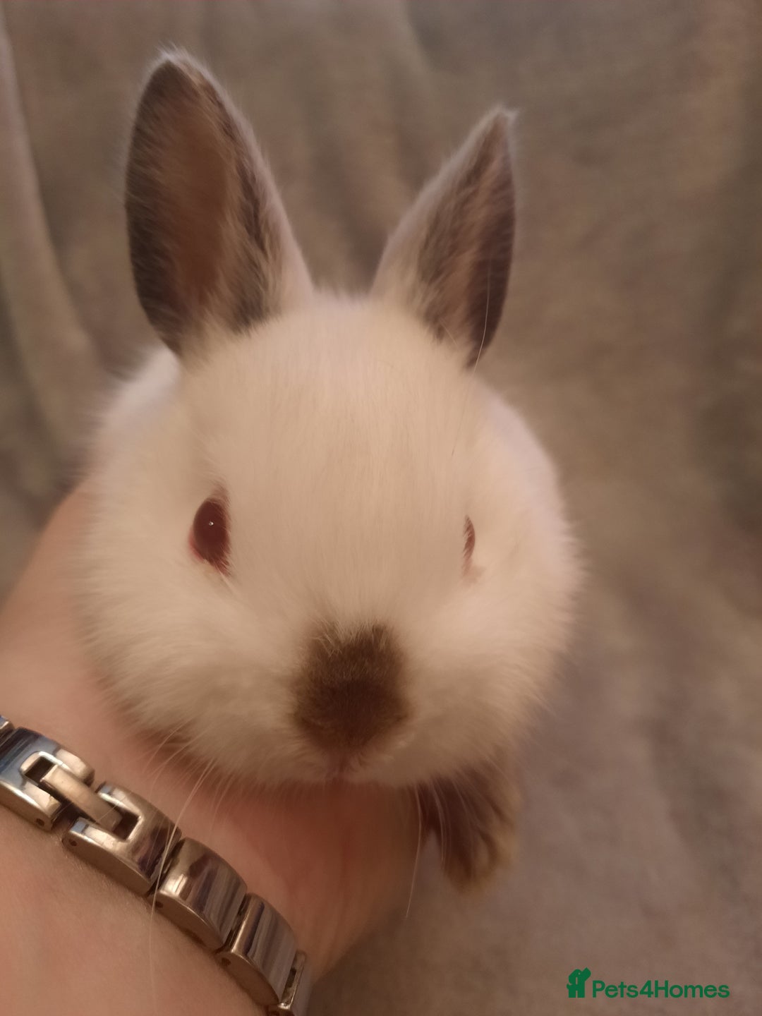Netherland Dwarf rabbits for sale: Six Litters Of Netherland Dwarf Babies in Calne - Image 6