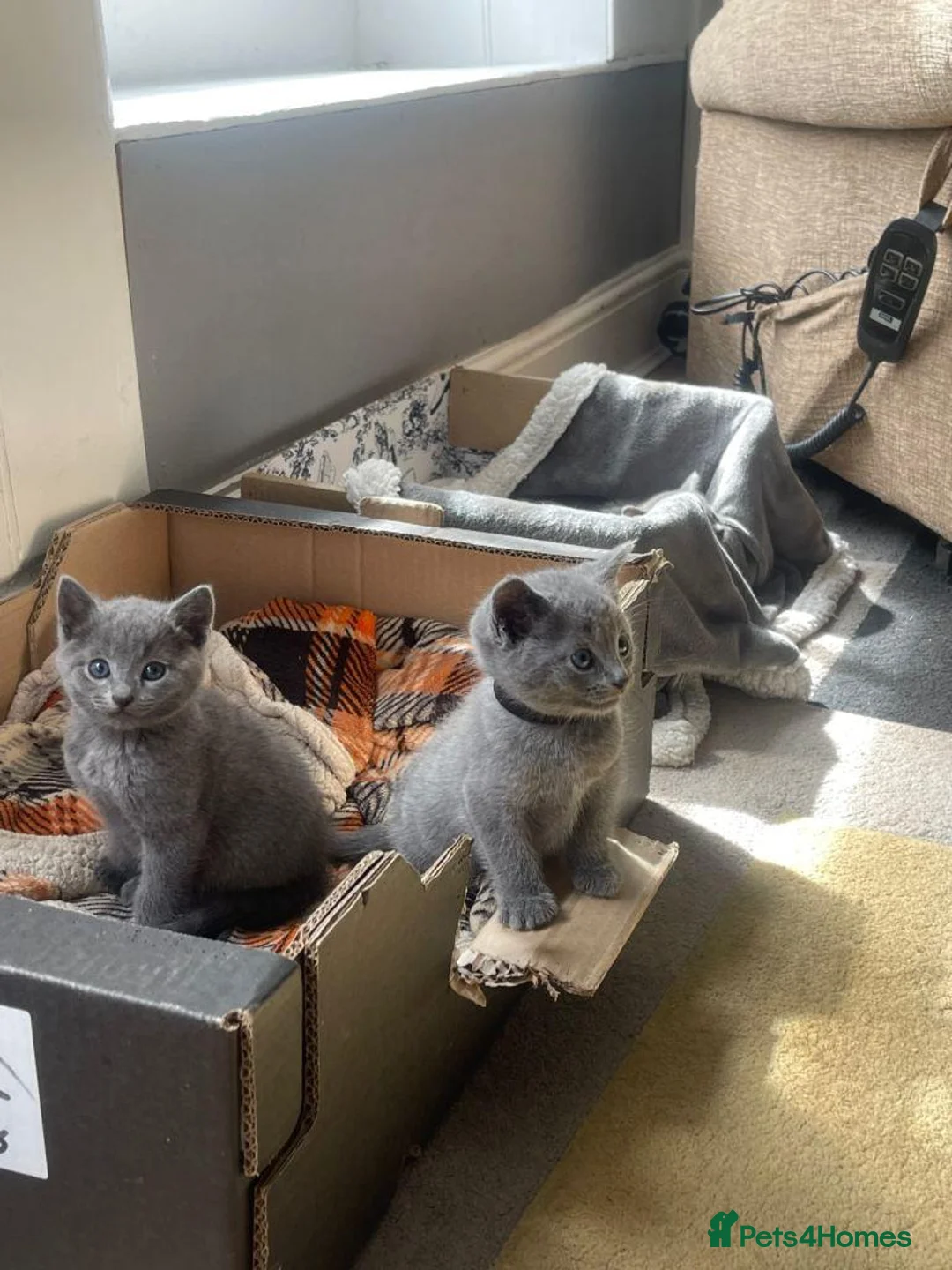 Russian Blue cats for sale: Beautiful Pure Russian Blue Female - Advert 2