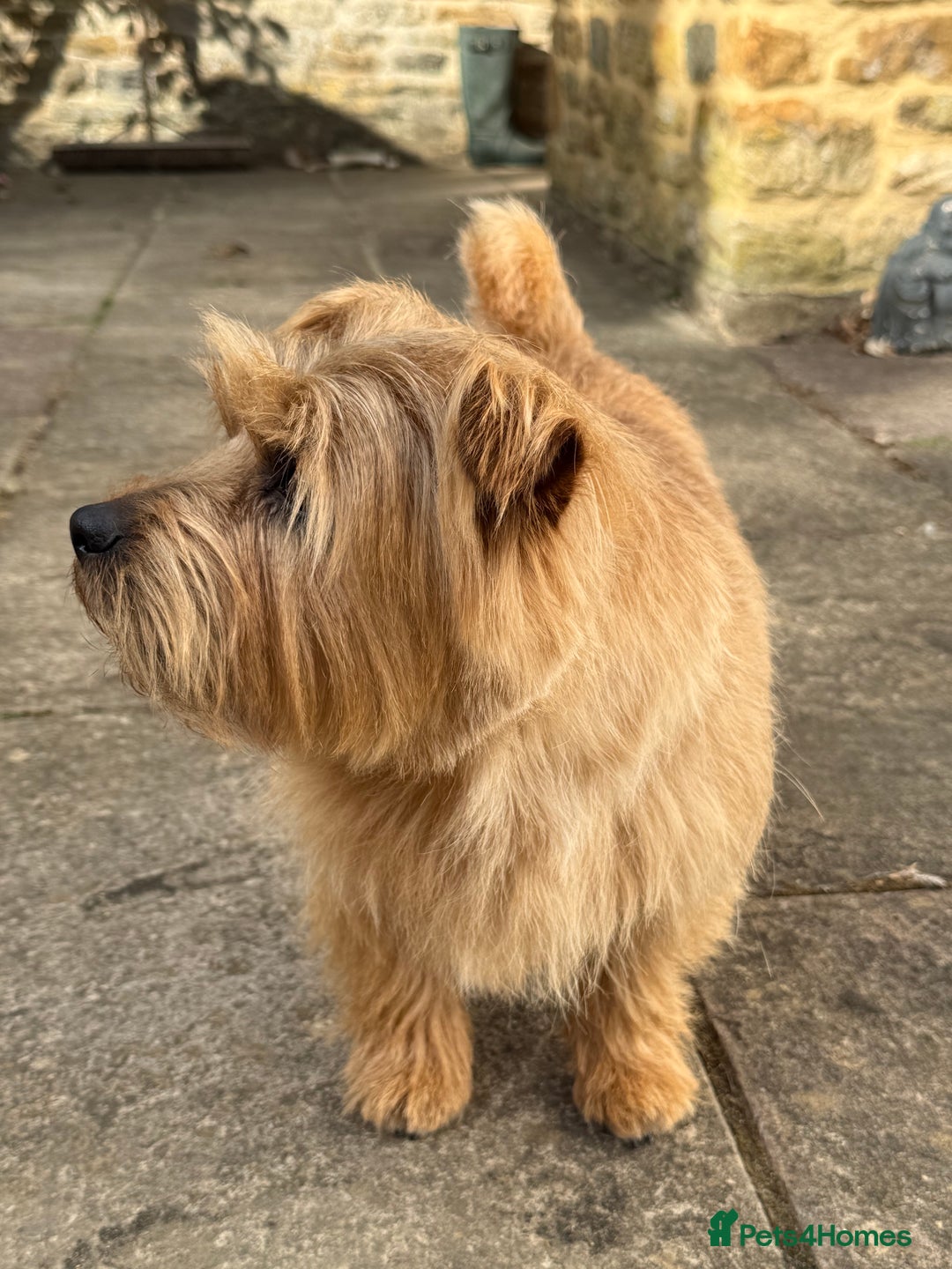 Norfolk Terrier dogs for stud: Norfolk Terrior for stud - Advert 1