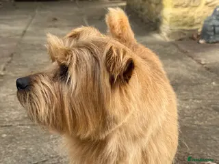 Norfolk Terrier dogs Norfolk Terrior for stud - Advert 1