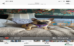 French Bulldog dogs for sale: Quality health tested/KC fluffy French bulldogs - Image 14