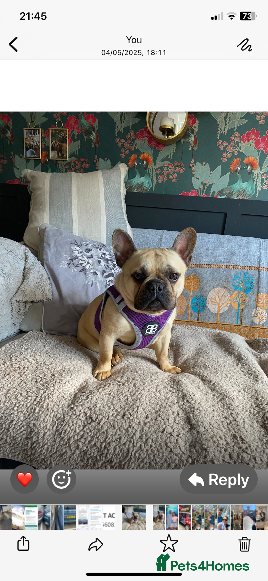 French Bulldog dogs for sale: Quality health tested/KC fluffy French bulldogs - Image 14