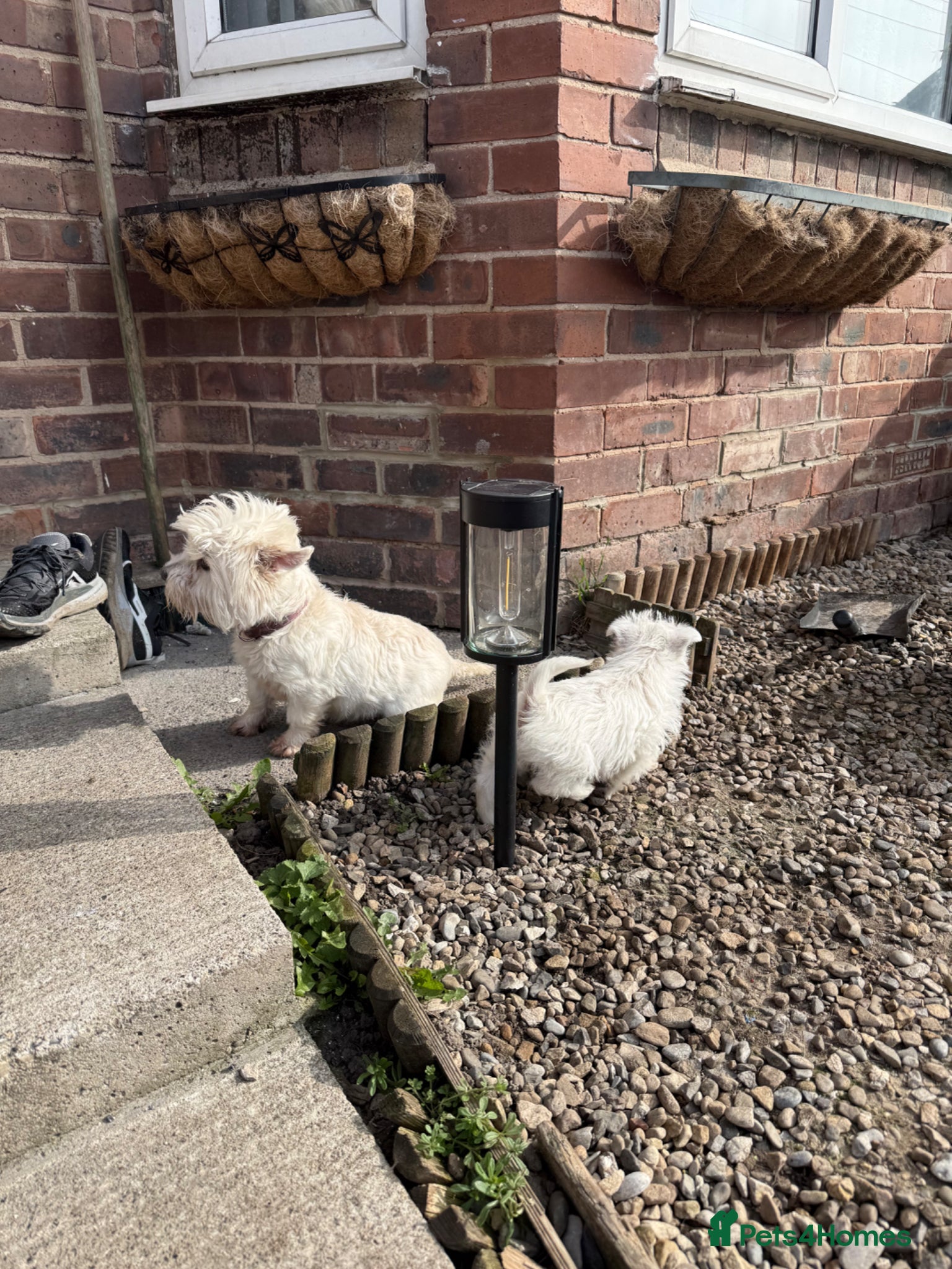 West Highland Terrier dogs for sale: Westies  in Middlesbrough - Advert 2