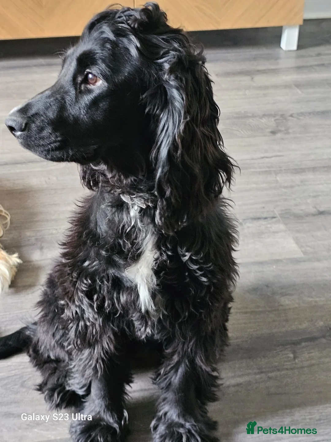 Cocker Spaniel dogs for adoption: Dotty - 9m old cocker spaniel  in West Bromwich - Advert 4