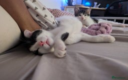 British Shorthair cats for sale: Kittens for Sale  - Image 2