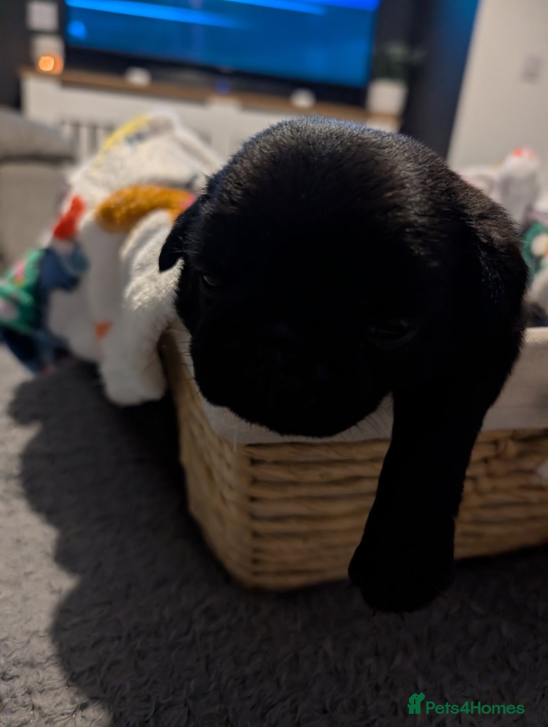 Pug dogs for sale: Pug Puppies - Image 32