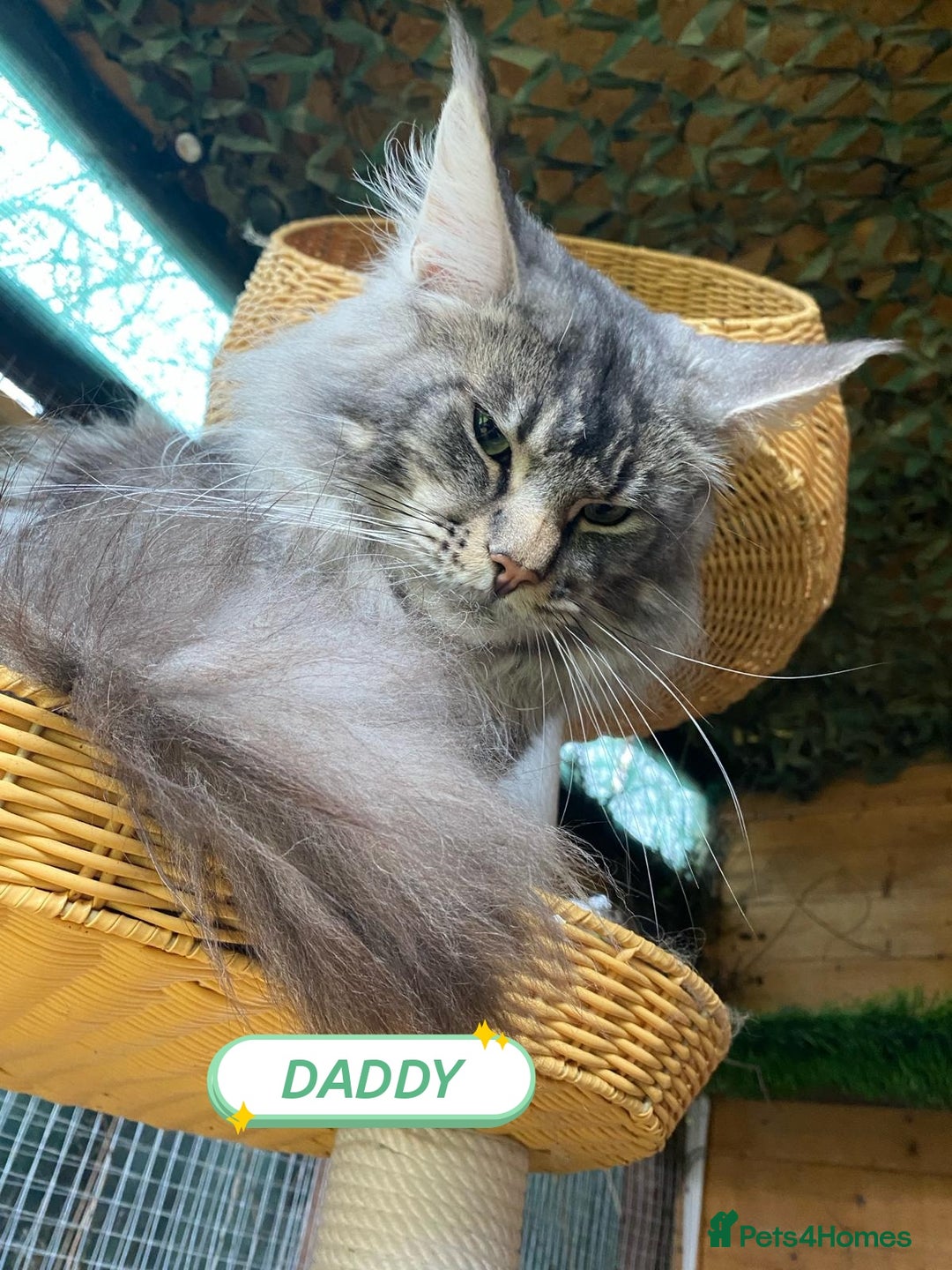 Maine Coon cats for sale: Beautiful Maine Coon kittens 💖💙🐱 - Advert 8