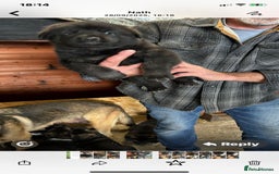 Mixed Breed dogs for sale: GSD X Akita puppies looking for new homes in Oct - Image 8