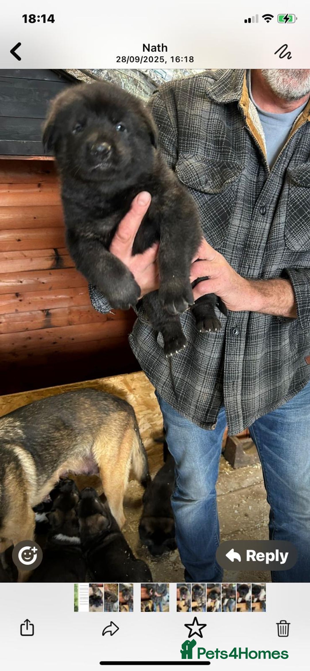 Mixed Breed dogs for sale: GSD X Akita puppies looking for new homes in Oct - Image 8