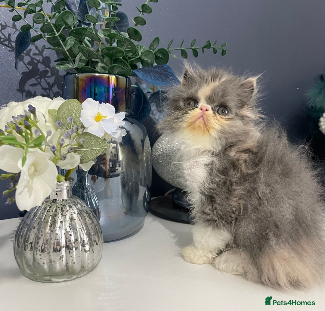 Exotic cats for sale: 🔥GCCF EXOTIC KITTENS READY DECEMBER  **  - Advert 7