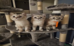 British Shorthair cats for sale: British short hair kittens available  - Image 1