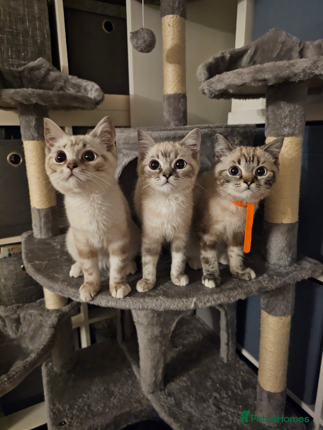British Shorthair cats for sale: British short hair kittens available  - Image 1