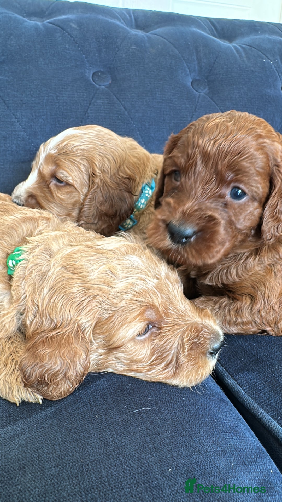 Irish Doodle dogs for sale: Gorgeous Miniature F1 Irish Doodles - Image 8