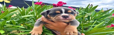 English Bulldog 3