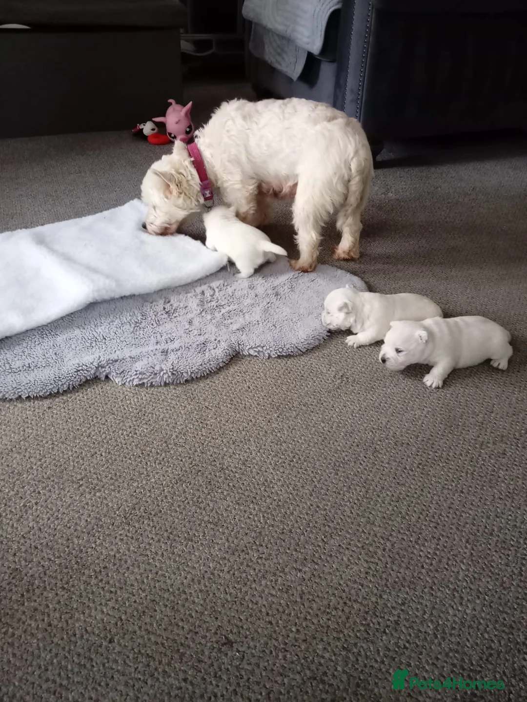 West Highland Terrier dogs for sale: West highland white terrier puppies  in Chichester - Advert 7