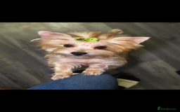 Yorkshire Terrier dogs for sale: Yorkshire terrier puppies (3 girls) - Image 12