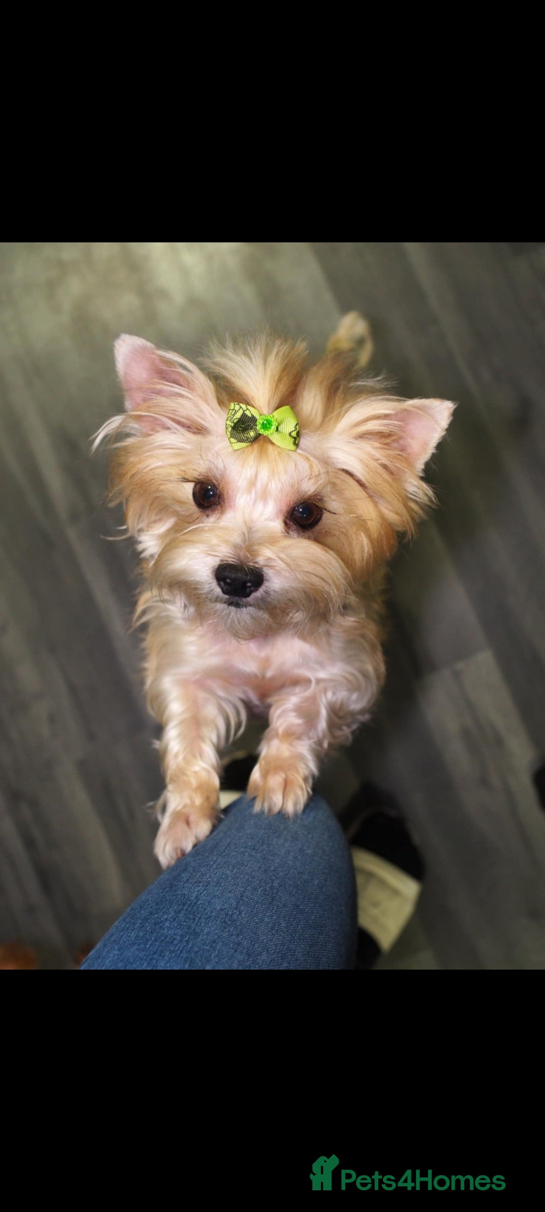 Yorkshire Terrier dogs for sale: Yorkshire terrier puppies (3 girls) - Image 12