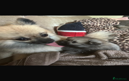 Pomeranian dogs for sale: 5⭐️ 🏆 champion bloodline Pomeranians  - Image 12
