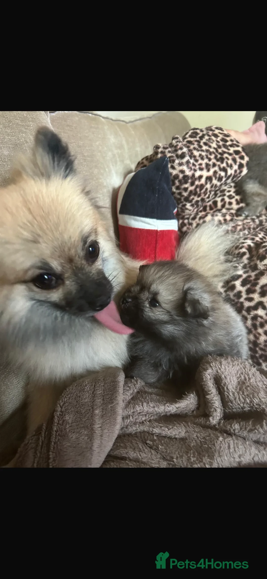 Pomeranian dogs for sale: 5 Generation champion Russian bloodline - Advert 14