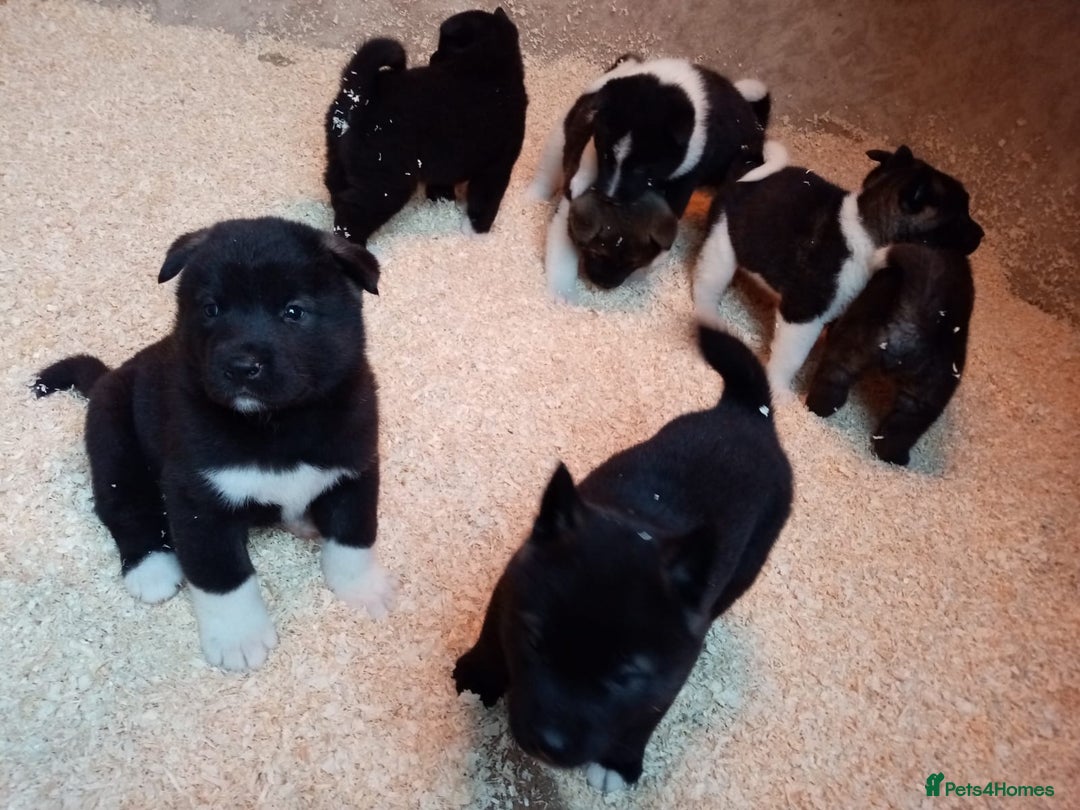 Akita dogs for sale: 7 bear faced American Akitas puppies  - Advert 14