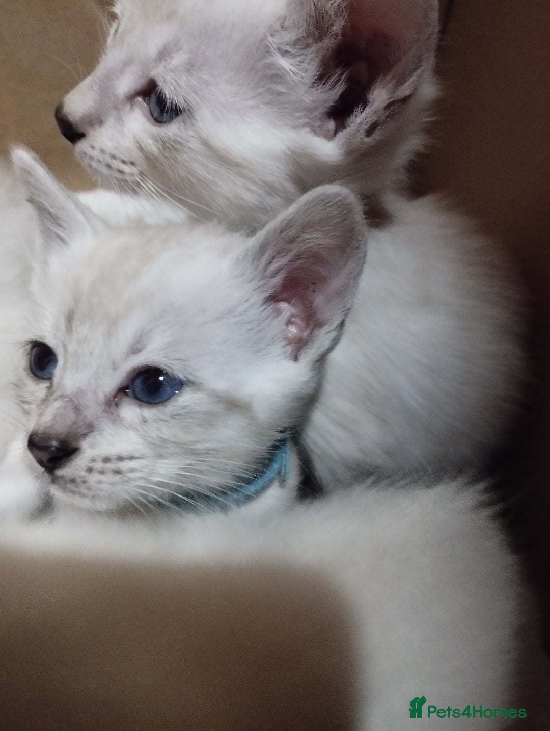 Siamese cats for sale: Absolutely EXCEPTIONAL Snow Kittens - Image 11