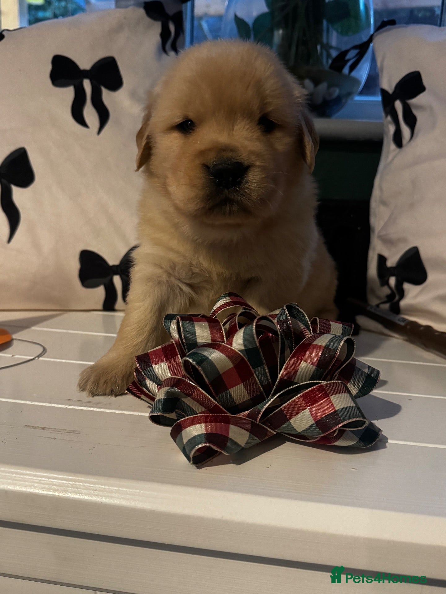 Golden Retriever dogs Outstanding American Golden Retrievers - Advert 2