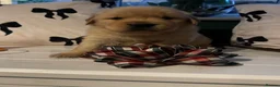 Golden Retriever dogs for sale: Outstanding American Golden Retrievers - Advert 12