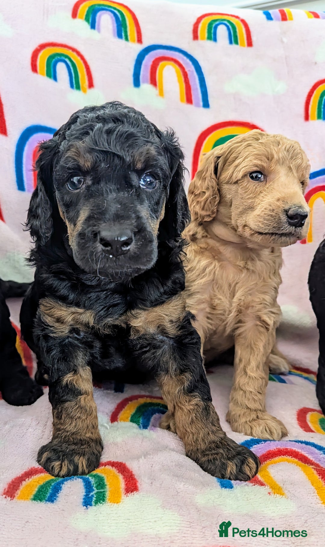 Miniature Poodle dogs for sale: Stunning Red & Phantom Poodles - Image 39