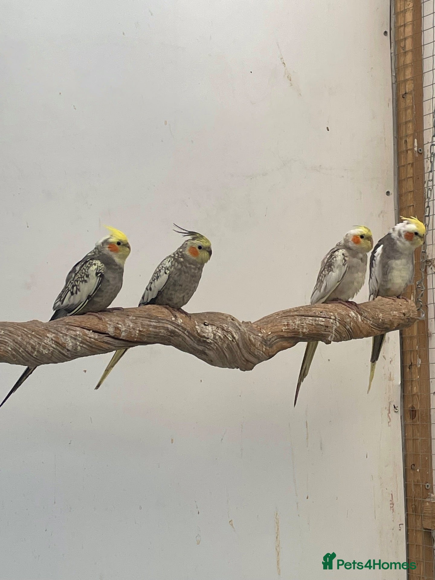 Cockatiels birds for sale: Cockatiel babies  - Advert 20