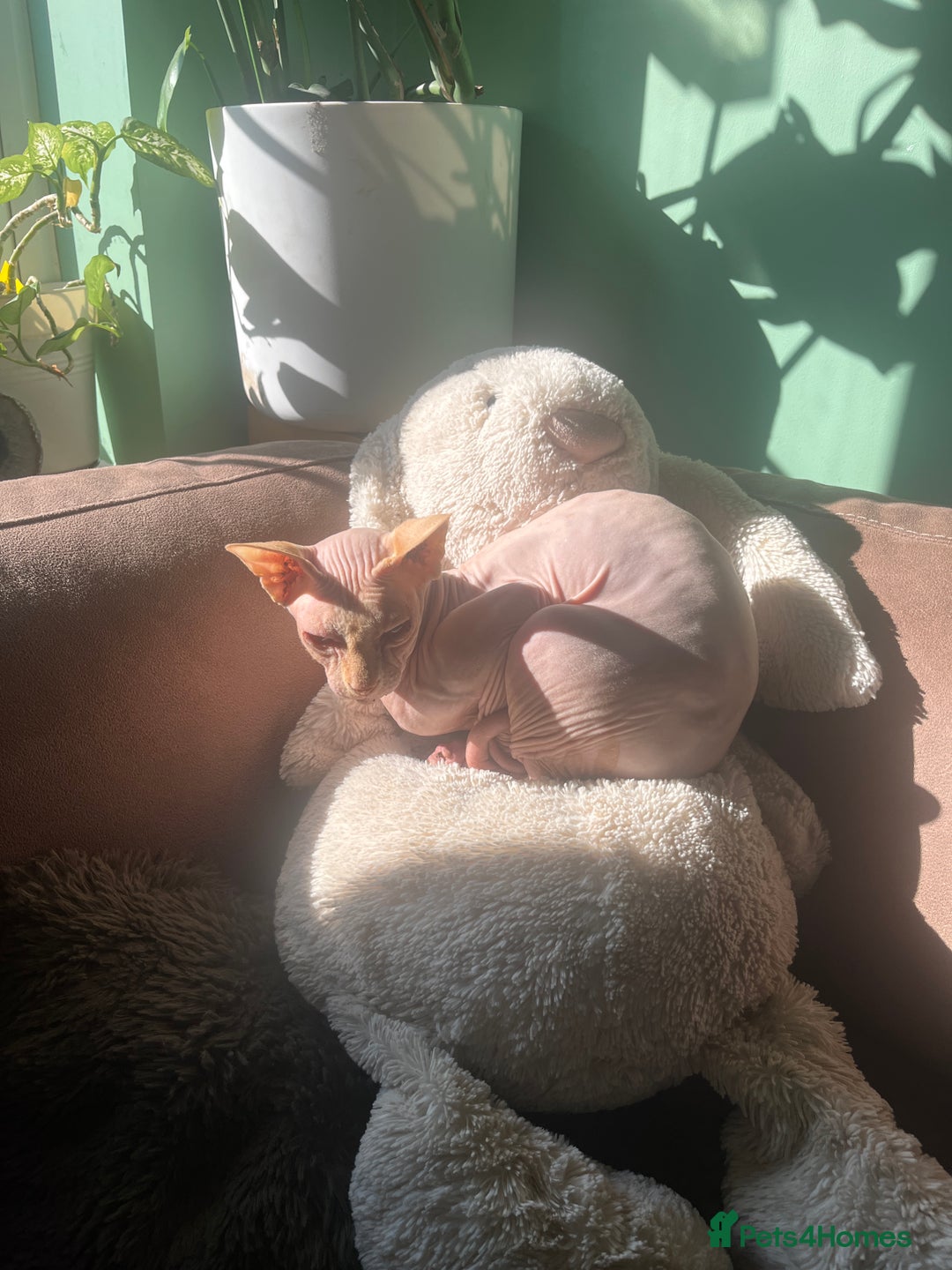 Sphynx cats for sale: Sphinx cat looking for a new home  - Image 3