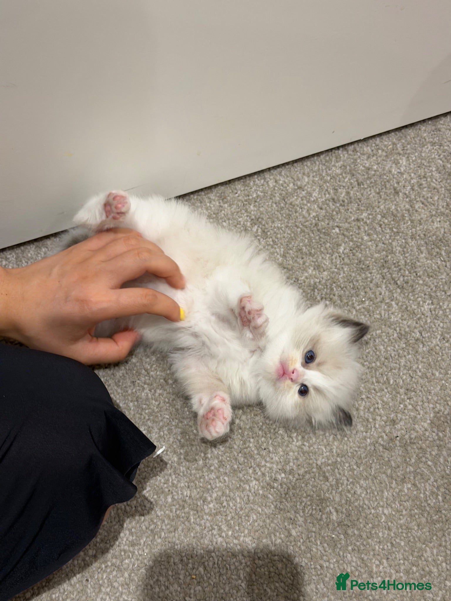 Ragdoll cats 2 Seal Bicolor Ragdoll Kitten for sale - Advert 12