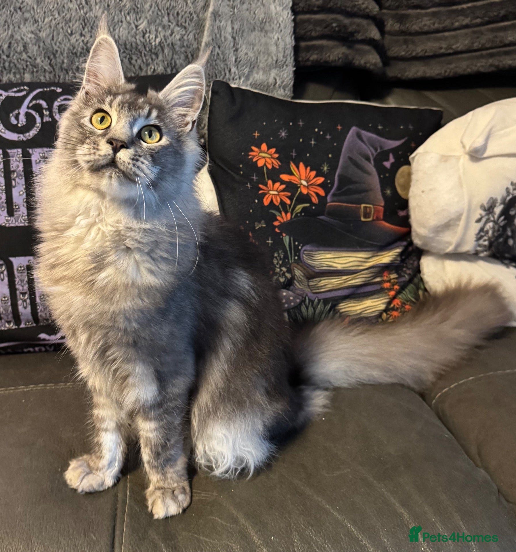 Maine Coon cats Reduced XL Quality TICA Maine Coon active possible - Advert 1