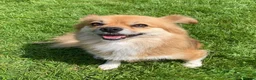 Mixed Breed dogs for sale: Beautiful soul Peaches - Advert 3