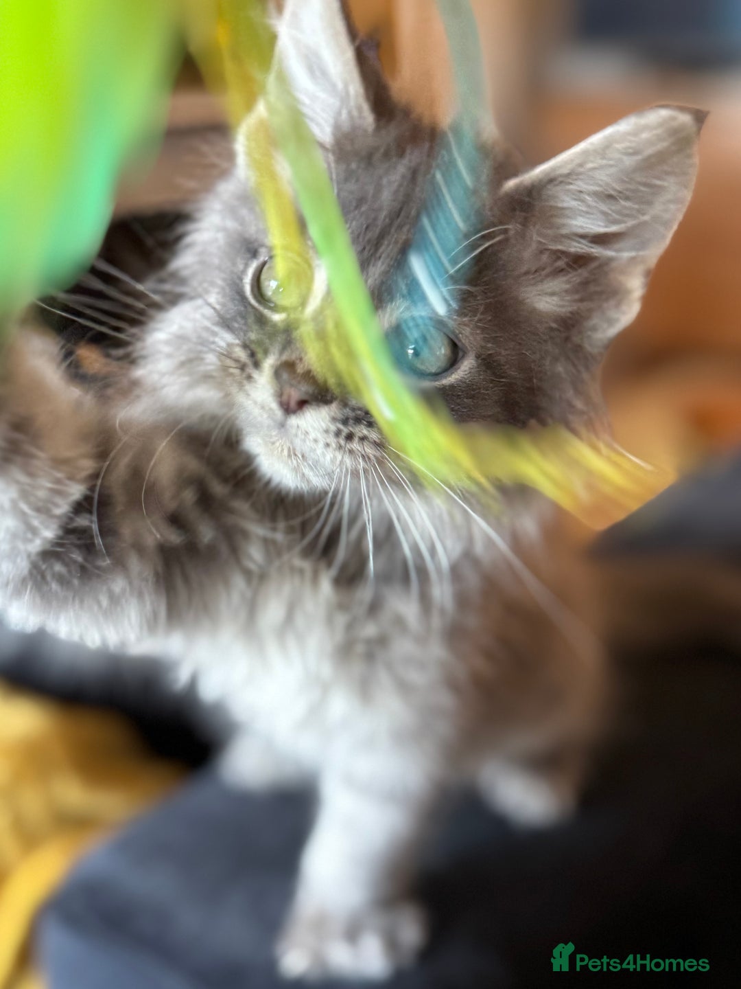Maine Coon cats for sale: Ready NOW! TICA splendid Maine Coon - Image 15