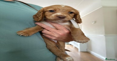 Cocker Spaniel dogs - Advert 16