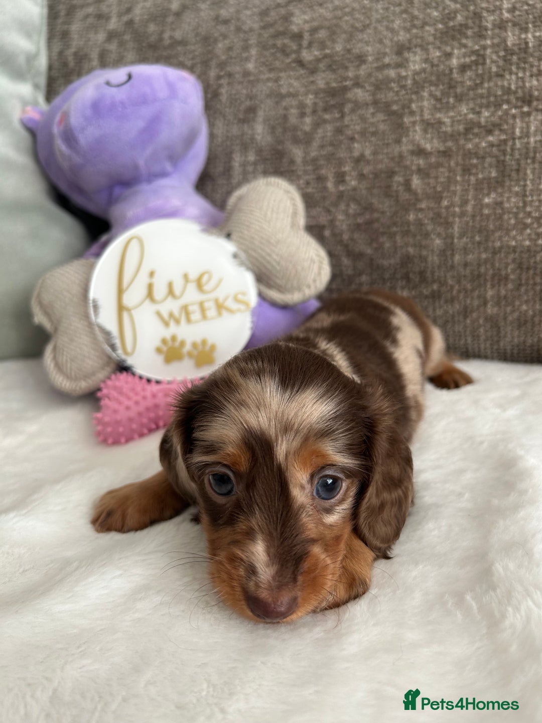 Miniature Dachshund dogs for sale: 🤍🐾 READY NEXT WEEK 🐾🤍 - Image 16